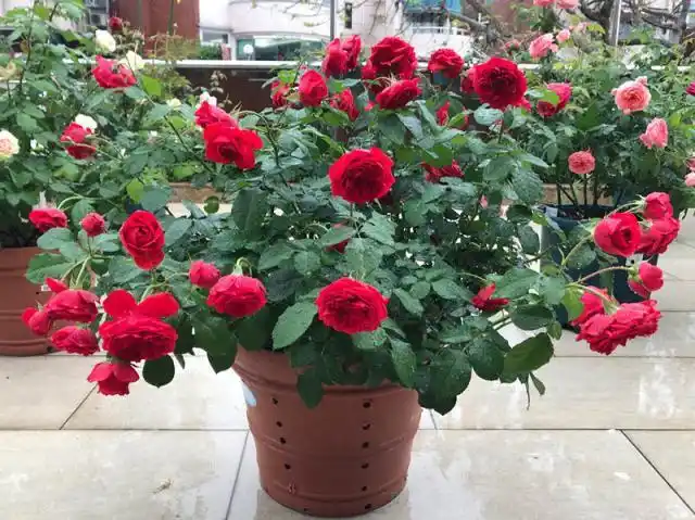 可以盆栽的玫瑰花,标准国旗红色,四季开花,栽培容易,值得拥有