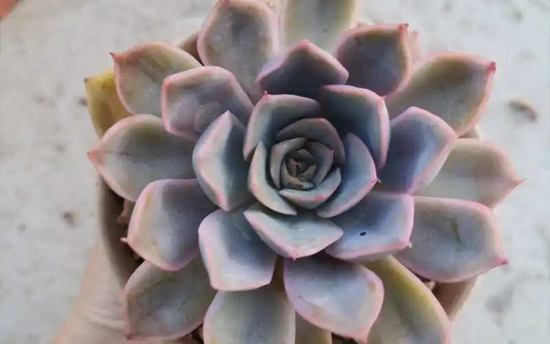 活动作品多肉菲欧娜状态记录vlog20220516