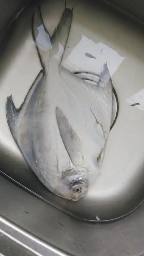 一种白色的扁扁的鱼叫什么