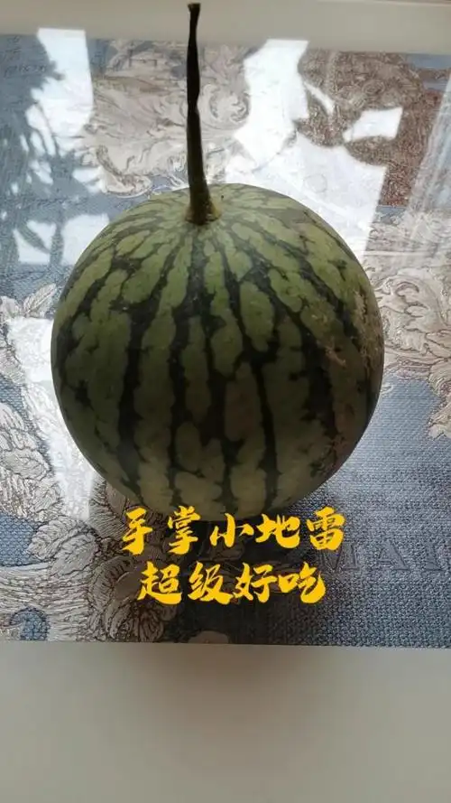 我家潘多拉客户自产小地雷西瓜91.老好吃了!