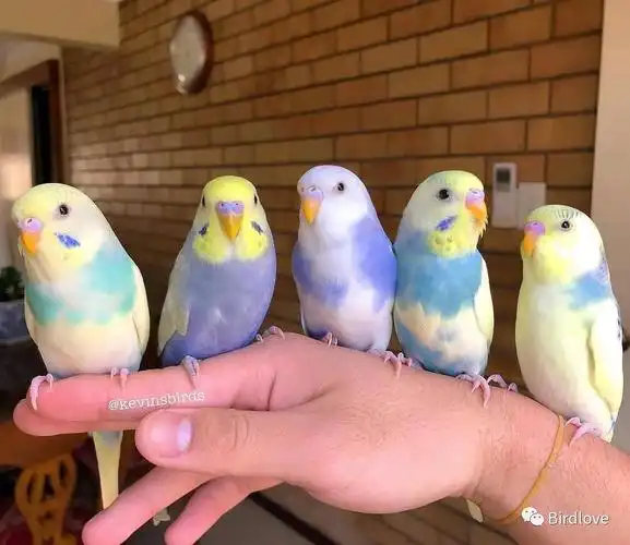 捡到宠物鹦鹉怎么办?这里有全套详细方案供参考!