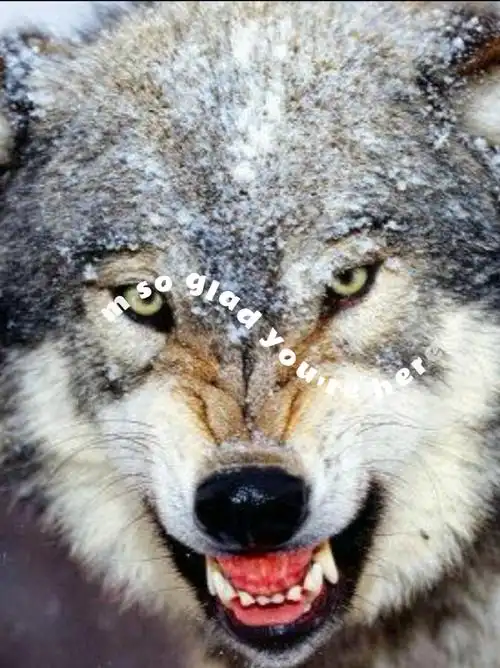 烈依雷狼群招狼啦