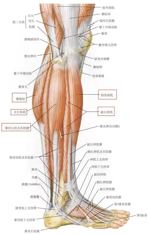 下肢肌肉