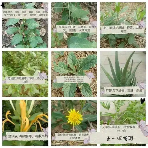 传扬中医文化,遍寻身边百草