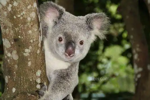 澳大利亚动物园考拉熊澳大利亚(australia-zoo-koala-bear-australia)