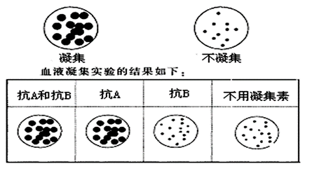人的abo血型可以通过凝集素抗a和凝集素抗b的凝血反应来确定.