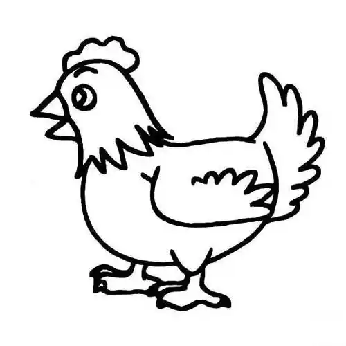 母鸡简笔画步骤图片老母鸡简笔画图片