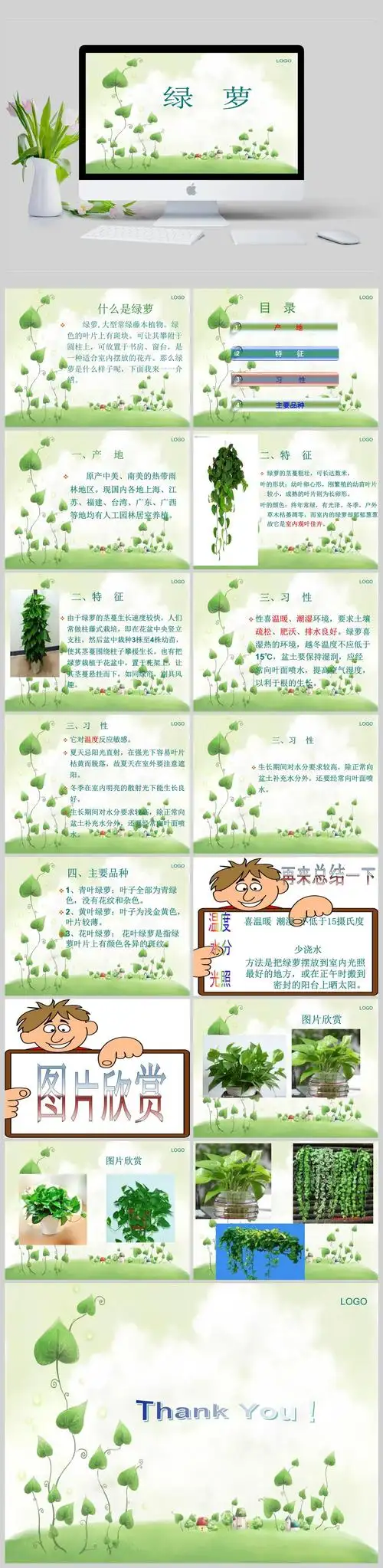 绿萝ppt