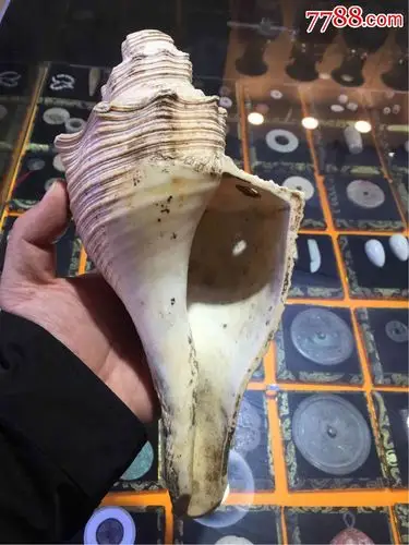 清代传世老法螺