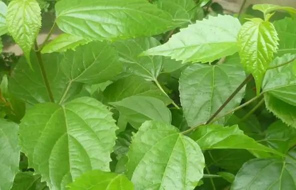 无花果叶子的功效与作用_神仙豆腐的叶子功效与作用_神仙膏的功效与