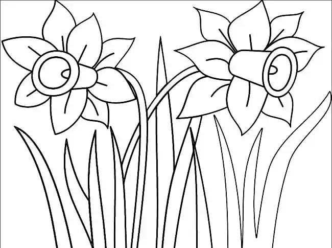 水仙花植物花简笔画步骤图片大全