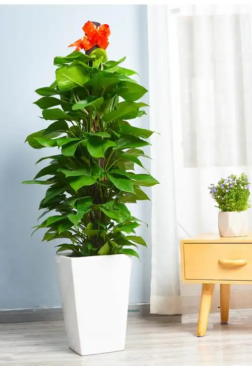 送货上门梦邦大绿萝盆栽大型植物室内办公室吸甲醛净化空气绿植大叶