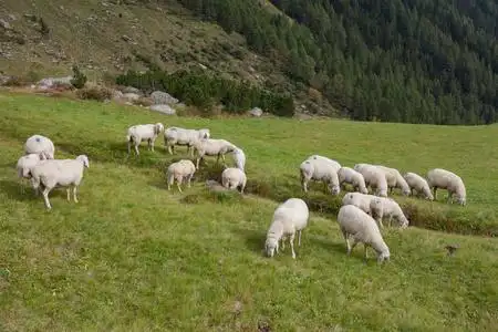 羊群在意大利山牧场照片