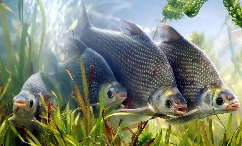 武昌鱼是不是鳊鱼(图片对照怎么样才能分清武昌鱼和鳊鱼)-四五百科