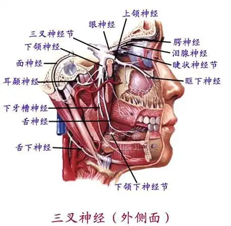 【转载】麝香塞耳治三叉神经痛有效率100%