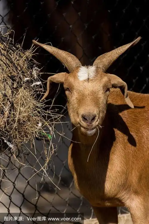 在农场里吃干草的棕色山羊