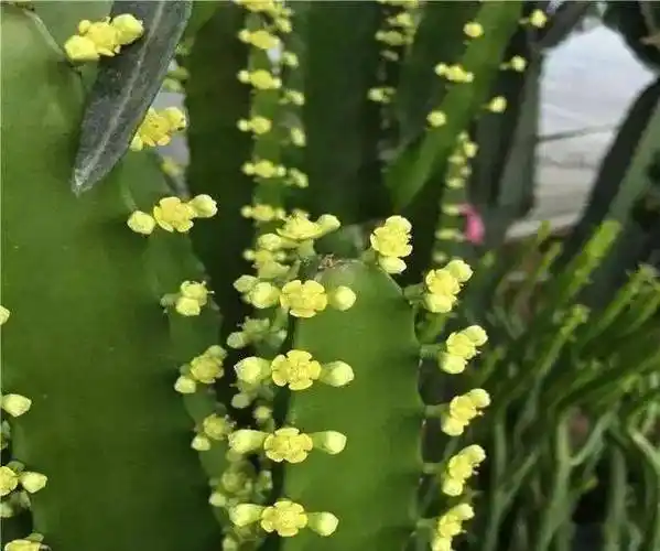 龙骨会开花吗为什么自家养护的龙骨不开花应该怎么做