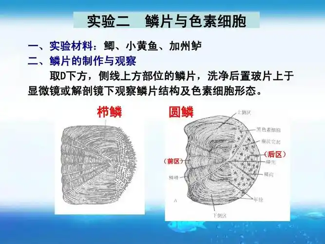 侧线上方部位的鳞片,洗净后置玻片上于 显微镜或解剖镜下观察鳞片结构