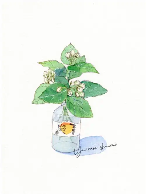 no49钢笔淡彩茉莉花开附线稿和素材图