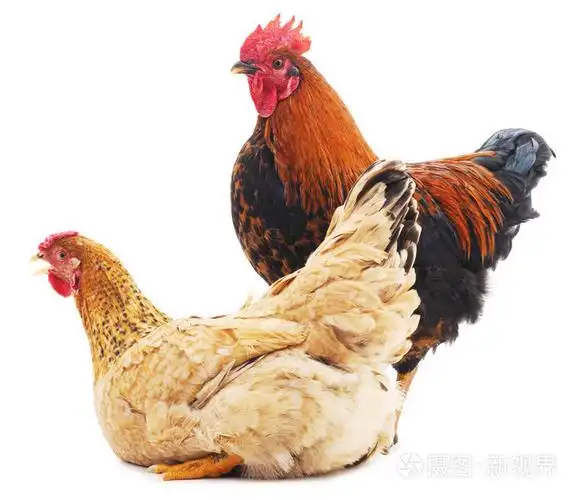 母鸡和公鸡