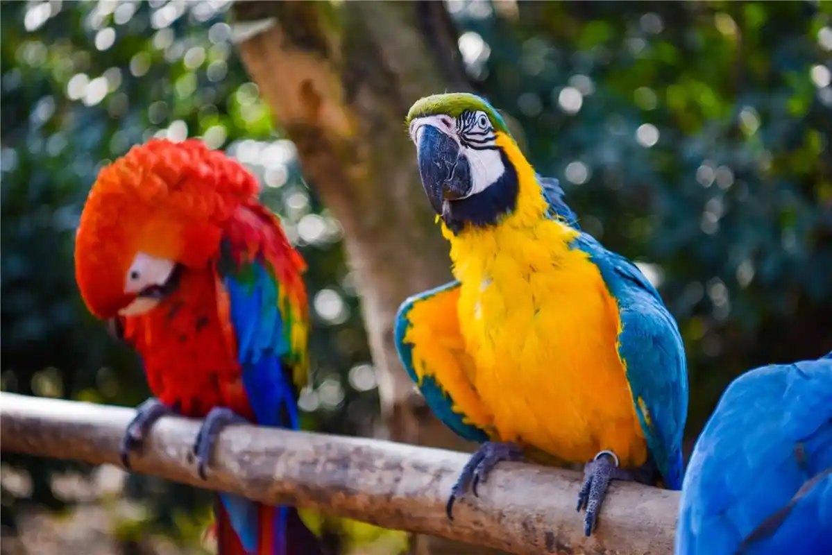 二,国内可以家养的鹦鹉有哪些品种