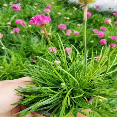 植株低矮的海石竹开花草坪常夏石竹地被石竹耐寒耐旱绿化花卉