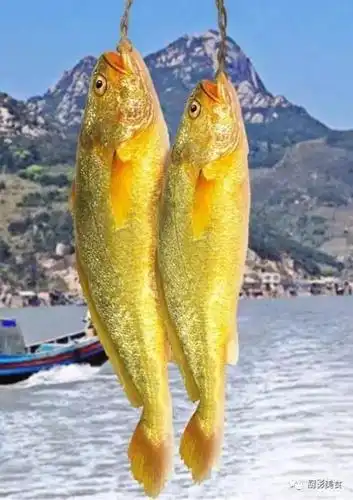 黄花鱼又名黄鱼.