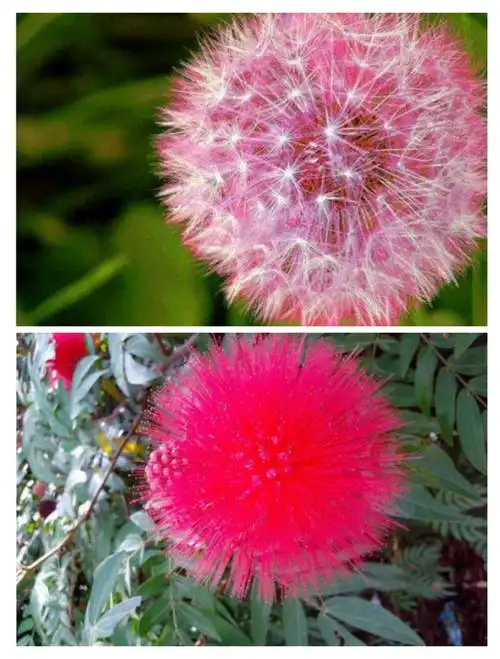 "   每当初春来临,红色蒲公英,抽出花茎,在碧绿丛中,绽开朵朵紫红色的