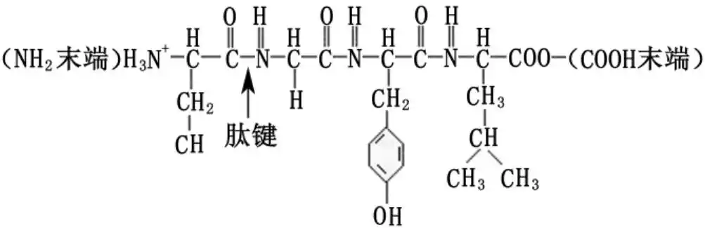 蛋白质分子中氨基酸的排列顺序