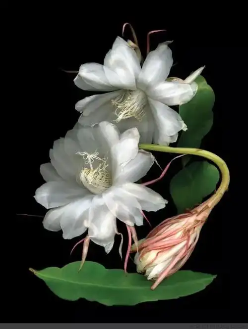 【转载】昙花一现,多少人错过它的美