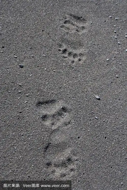 沙滩上的熊爪印
