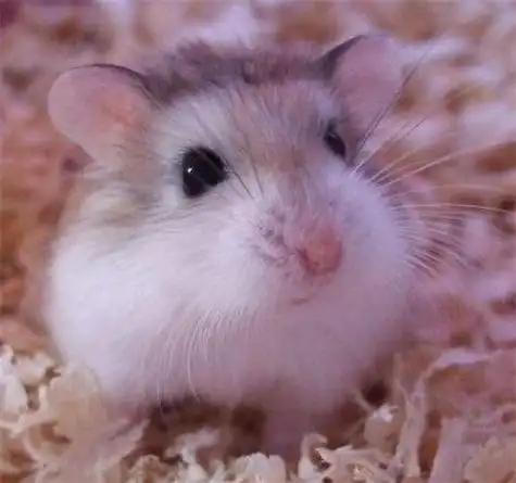 雪球仓鼠怎么养,雪球仓鼠怎么饲养(萌萌哒的小仓鼠