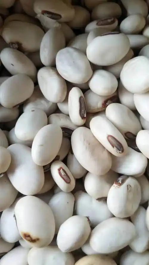 白扁豆