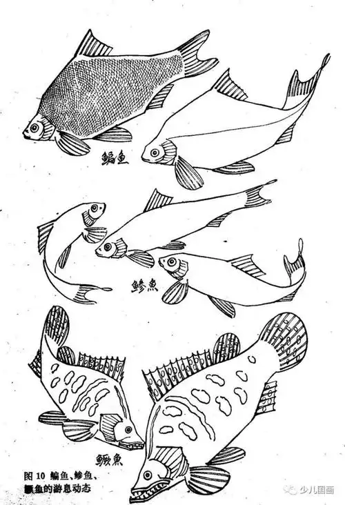 [国画素材]鱼线描稿多图