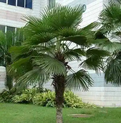 房前屋后种什么树好 种树也讲究风水?