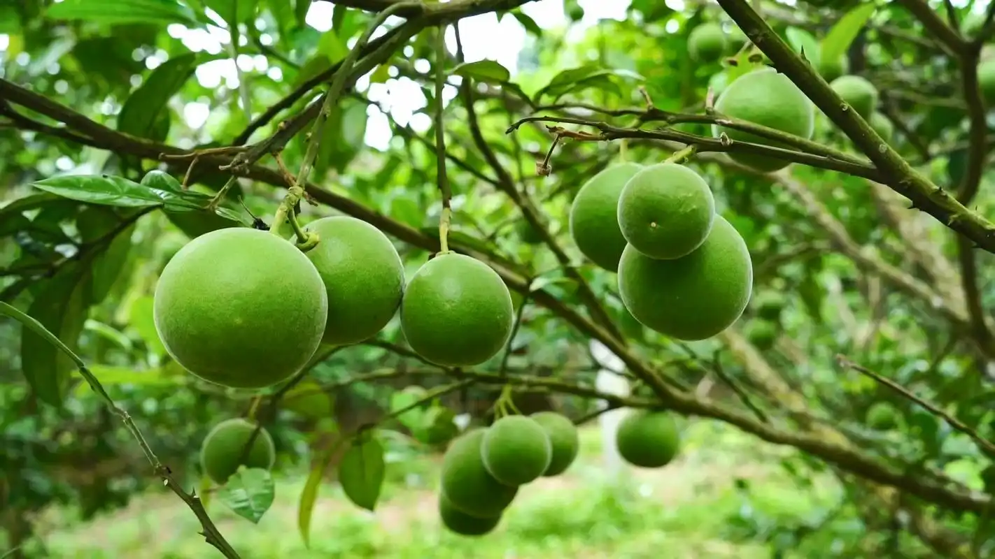 二千年非遗文化二千里飘香牵挂北京遇见你