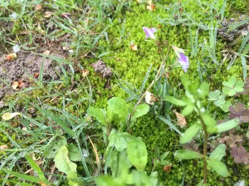 地上这个开紫花的是什么植物呀?