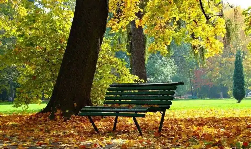 壁纸 风景 森林 桌面 1033_614