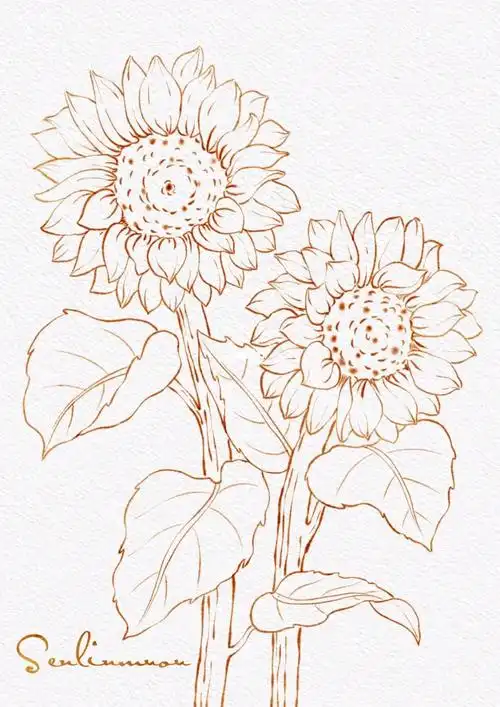 向日葵线稿