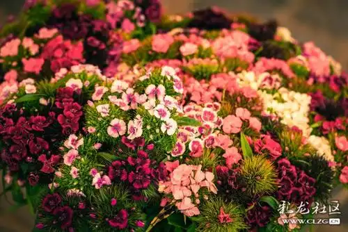 逛斗南花花世界,把眼睛都看花了!