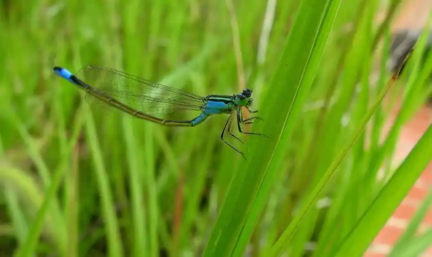 外出钓鱼发现的这种小蜻蜓,翅膀很薄,飞起来几乎看不见,求高人回答