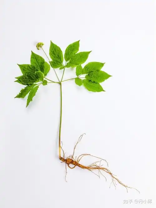 健康中草药之百草上品植物:人参