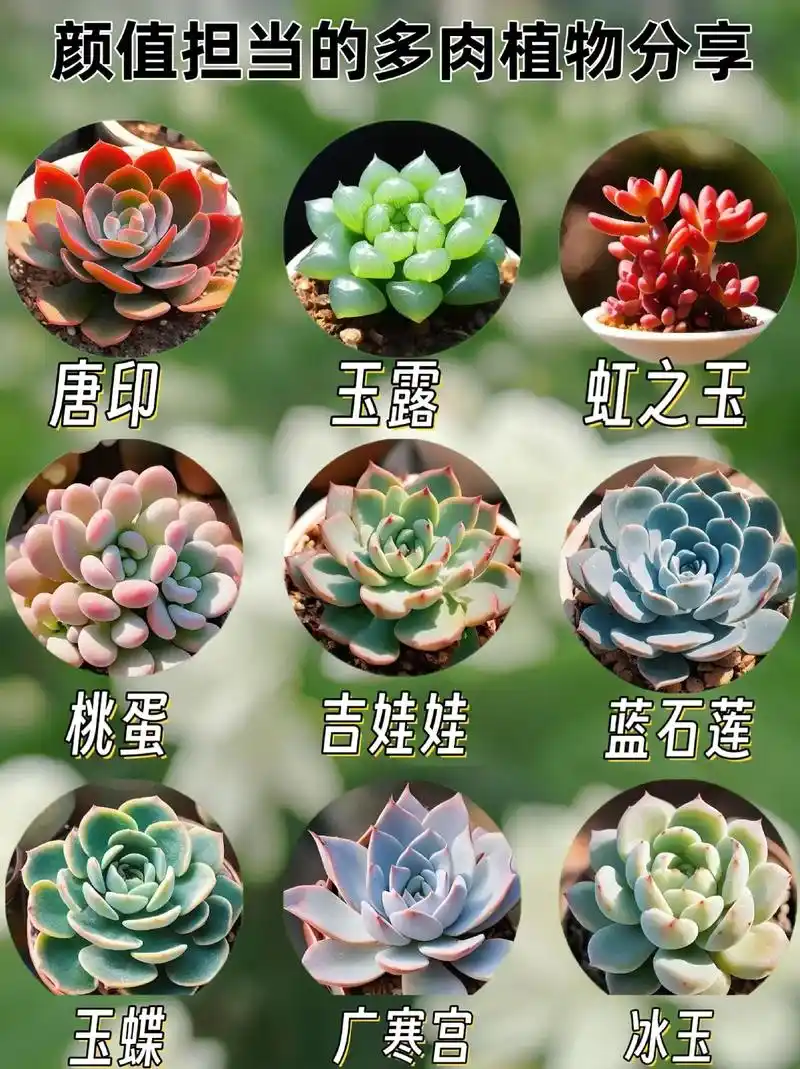 可爱的多肉植物,品种丰富,观赏价值高,深受大家的喜爱.
