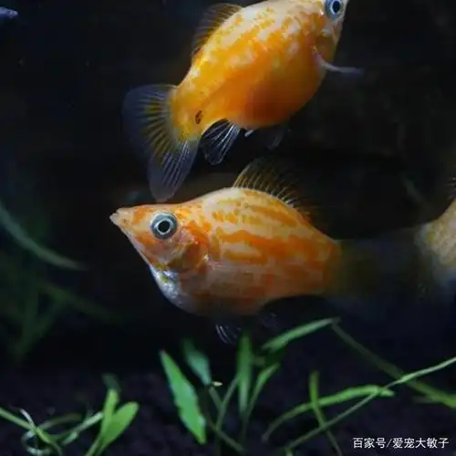 因为皮球鱼的生产规律就是在晚上生宝宝,在晚上生产