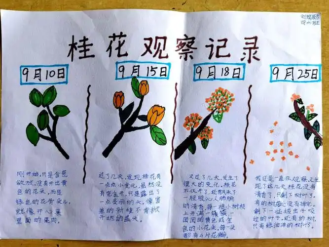 刘瑞熙～《桂花观察记录》