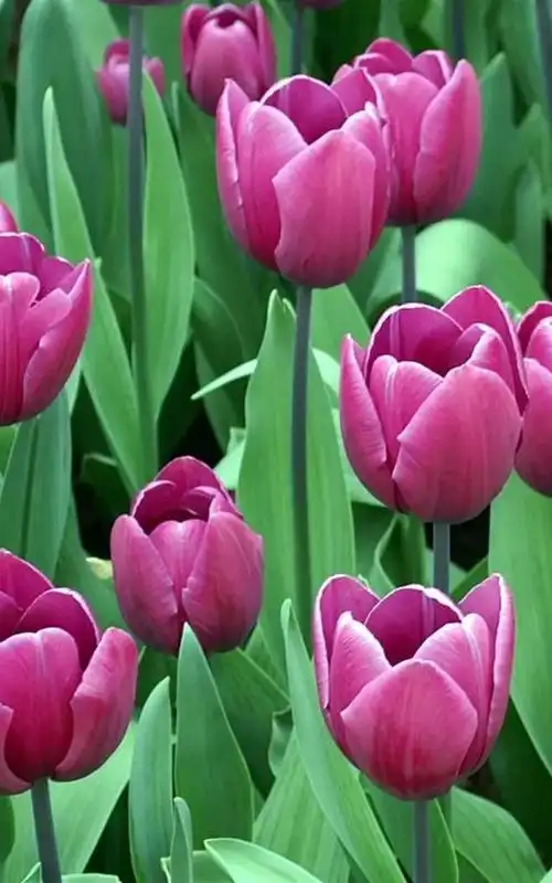 高雅的郁金香手机壁纸