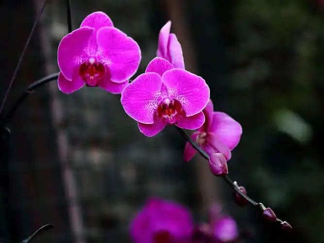 蝴蝶兰花怎么浇水最好,有关蝴蝶兰最简单养法