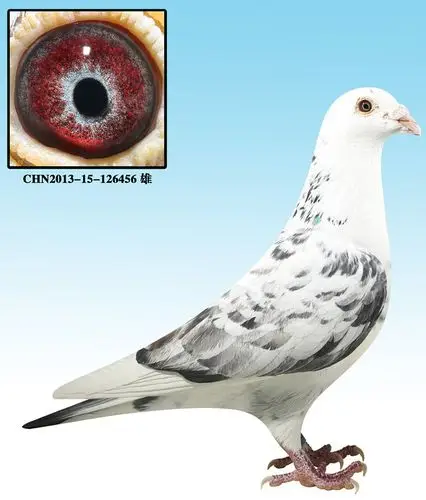 9 .庆国父子"苍白骑士"精品种鸽 保证金级 拍卖