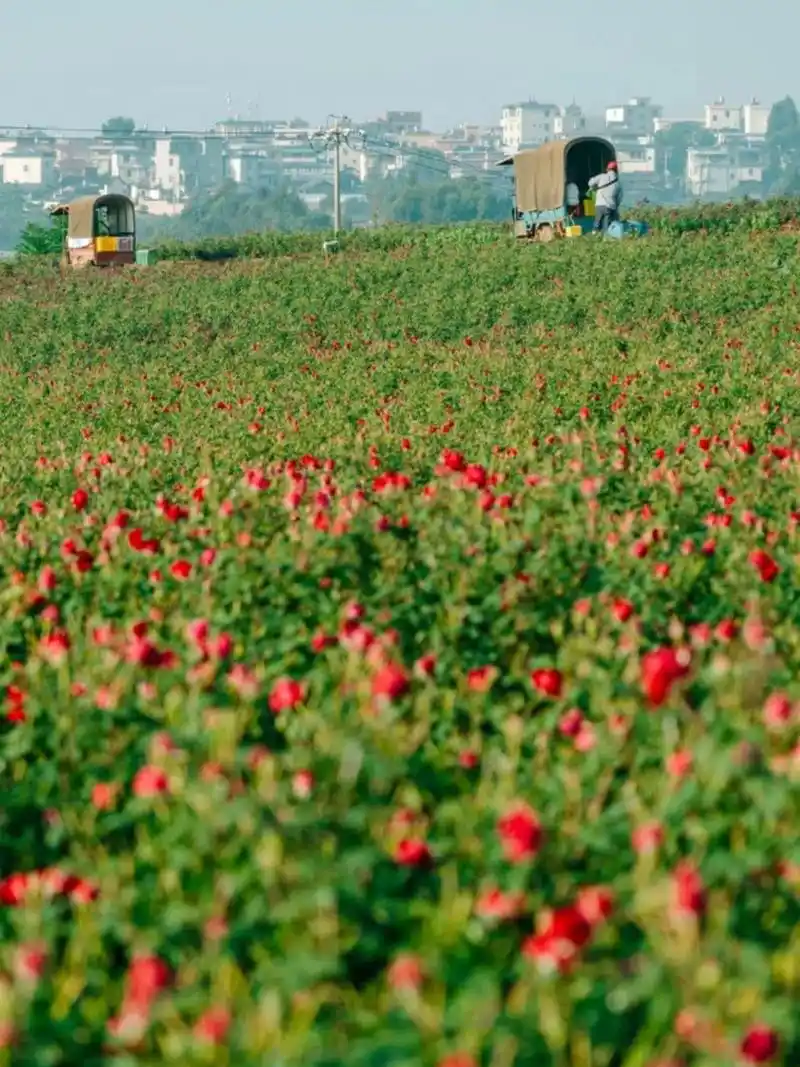 云南最大的墨红玫瑰花种植村在哪里你知道吗 我今天去了云南墨红玫瑰