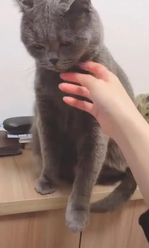 主人玩到半夜回家,猫生气坐在桌上,摸到它时,喵:别碰我,走开